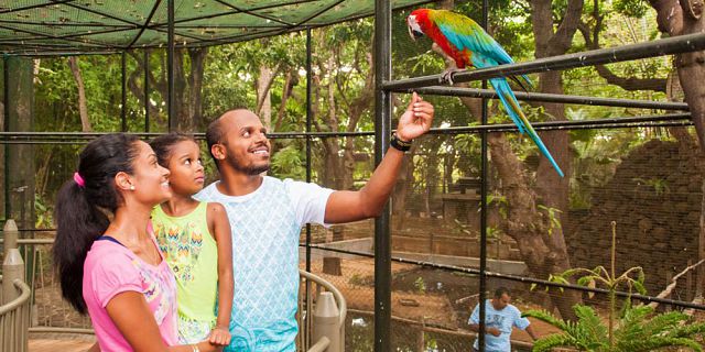 Visit mauritius safari bird park (3)